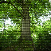 Green & Sustainable Investing